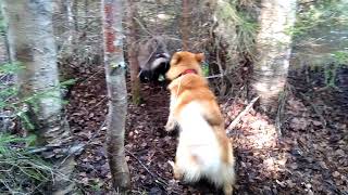 Finnish Spitz finds a surprise on a walk