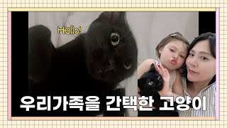 🐈‍⬛검은고양이 간택 당했어요! 고양이 입양/ 우리의 첫만남 ❤️