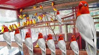 Amazing Afrecan Love Birds Aviary | Birds In Brazil | Birds In America | Worlds Beautiful Birds Farm