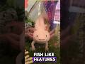 Meet The Real-Life Pokémon — The Axolotl!👍#facts #animals #axolotl