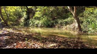 Αττική, Ημερήσια Βόλτα & Πρωινός Καφές, ΦΑΝΤΑΣΤΙΚΟ Φθινοπωρινό Τοπίο - Ρεματιά Ράθες, Καπανδρίτι, 4K