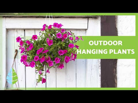 10 OUTDOOR HANGING PLANTS 🌸🌿 (Sun and Shadow)