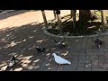 青春のアルバム