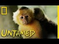 Monkeys Fishing for Clams | Untamed