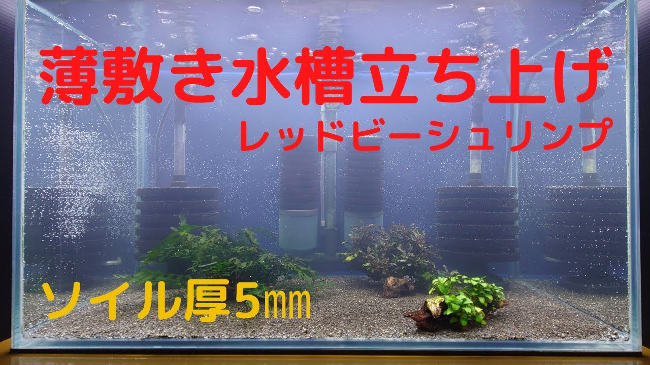 ソイル厚5ミリ 薄敷き水槽立ち上げ Youtube