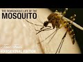 Mosquitos educational edition