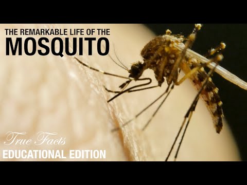 True Facts Mosquitos: Educational Edition