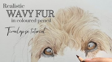 How to Draw Wavy Fur in Coloured Pencil | Timelapse Tutorial | Tips and Techniques