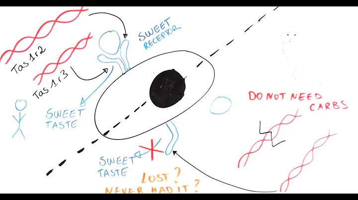 THE CAT WHO BROKE HIS SWEET TOOTH: Exploring taste receptors in cats and humans. - DayDayNews