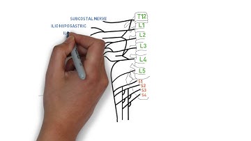 How to draw lombal plexus and sacral plexus for anesthetists