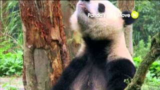 Любовное гнездышко для панд (трейлер)