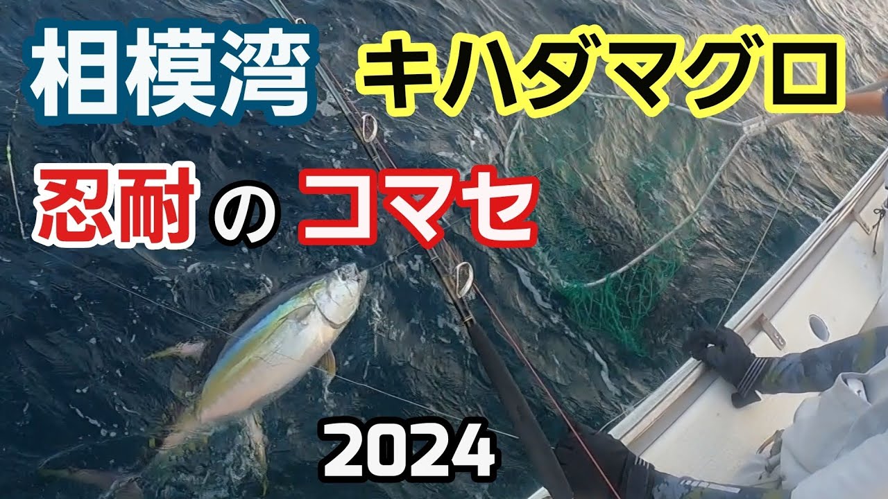 コマセ・キハダマグロ】相模湾 キハダマグロ釣り 大磯 邦丸 2024年10月