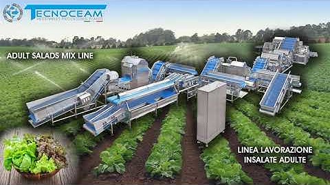 TECNOCEAM ADULT READY SALADS PROCESSING LINE