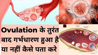 Ovulation के तुरंत बाद गर्भधारण हुआ है या नहीं कैसे पता करे How to Confirm Pregnancy after Ovulation