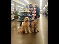 Luna and Remi are all smiles at Ann Morrison Park and D&B Supply 😊😊