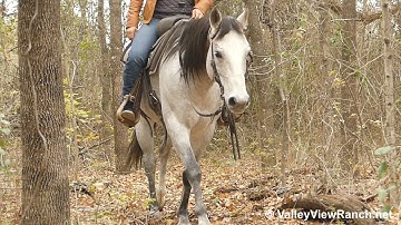 Aint Yo Average Boon - trail riding #1! - ValleyViewRanch.net