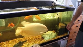 this fish needs a smaller tank | Fish Tank Review 87