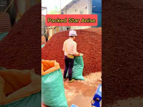Star Anise Powder, Pure Star Anise 