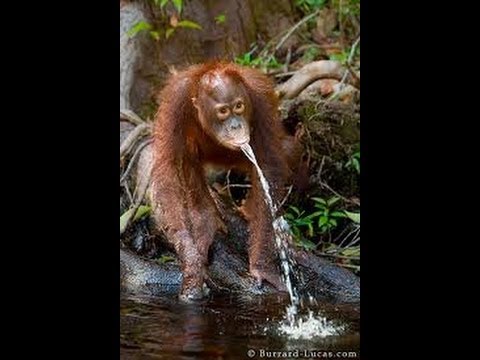 Baby Orangutan Take A Shower Youtube