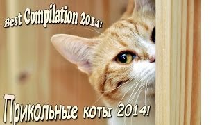 Коты Приколы. Коты Приколы.