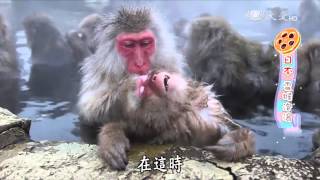 【小主播看天下】認識日本雪猴