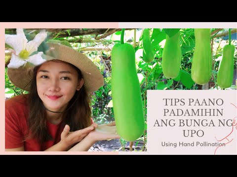 Video: Pruning A Peach Tree: Alamin Kung Paano At Kailan Magpuputol Bumalik ng Peach Tree