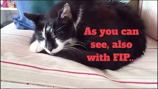 Old Tuxedocat with FIP is 20 years old by Benjamin Tobies 21 views 1 month ago 3 minutes, 8 seconds