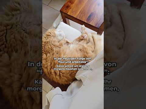 Und bei euch so? 🥲 #katzenmemes #lustigekatze #katzenliebe #katzenmama #katzenvideos