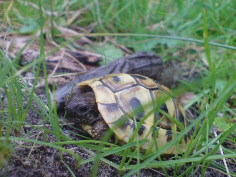 Video: Rotohrschildkröten: Pflege Und Wartung
