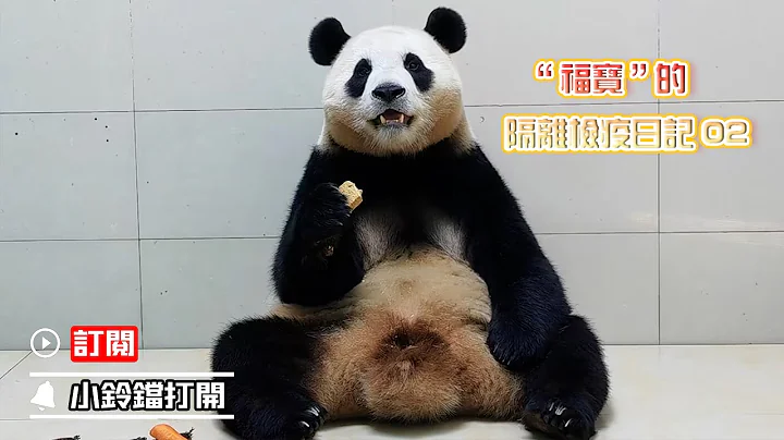 “福寶”的隔離檢疫日記02 | iPanda熊貓頻道 - 天天要聞