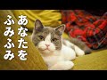 人間のお尻とは知らずに一生懸命ふみふみしている猫
