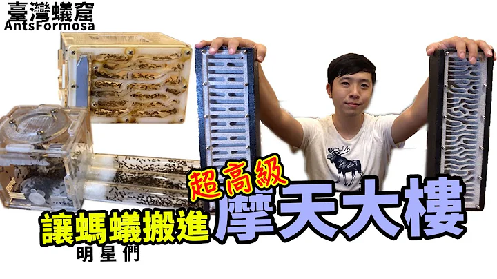 让蚂蚁住进“摩天大楼”｜私人打造超高超美的巢｜【台湾蚁窟】 - 天天要闻