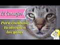 12 Consejos Para Ayudar a Combatir la Alergia a los Gatos en Casa