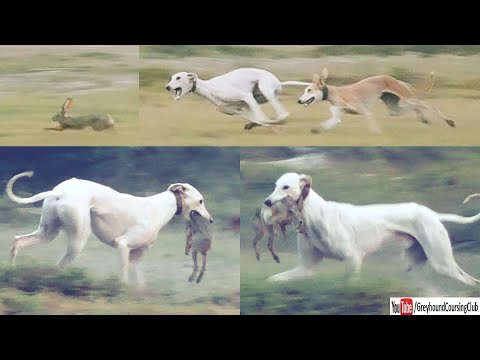 greyhound vs rabbit race 2023 season | hare coursing