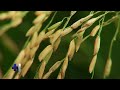 Hechos del Agro - Producción de arroz