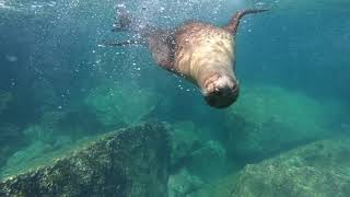 Swimming with sea lions at los islotes lion colony baja california,
mexico. it's a protected area about an hour and half boat ride from la
paz, mexico....