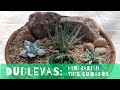 Dudleyas: Mini jardín -  Cultivo y Cuidado del genero