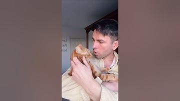Is my cat too aggressive? #cat #pet #comedy #cute #love #shorts #petsofyoutube