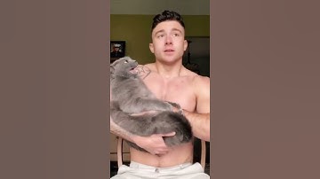Thumbnail of Is my cat too aggressive? #cat #pet #comedy #cute #love #shorts #petsofyoutube