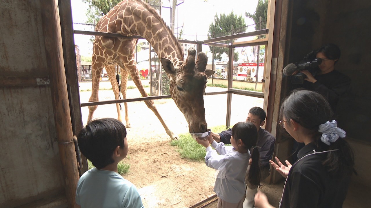 池田動物園でキリンのバックヤードツアー 岡山 | KSBニュース | KSB