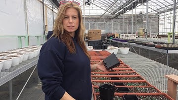 Debs super cool window box Planters