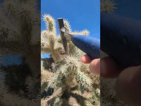 Video: Cholla Cactus Garden - Wie man eine Cholla-Kaktuspflanze anbaut