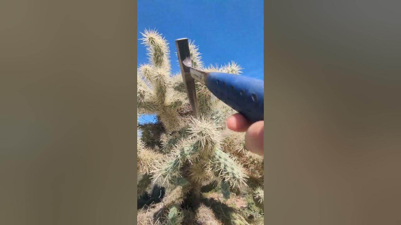 Why this cactus is called jumping cholla arizona wilderness tips