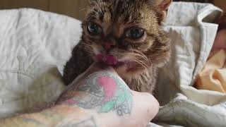 A happy, recovering, squonking, snorting, slurping, drooling Lil BUB