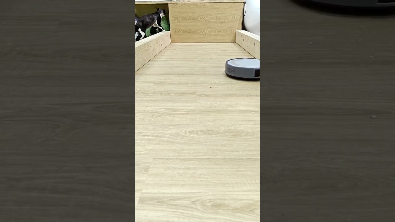 Clean with me(with Lefant M310 robot vacuum)