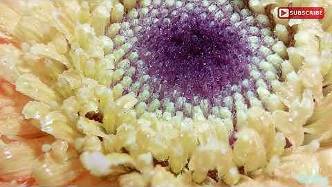 Smartphone Photography | Focus Stacking