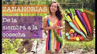 TODO sobre las ZANAHORIAS: de la siembra a la cosecha by Mi Jardin en el Desierto 106,133 views 5 months ago 26 minutes