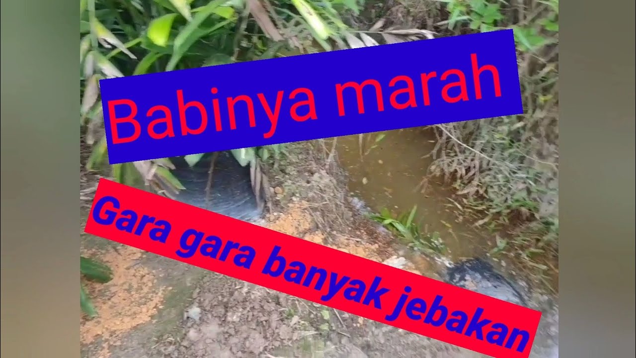 Jebakan babi hutan dengan umpan buah kelapa