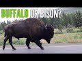 Best Spot for Yellowstone Sunrise & Buffalo or Bison??