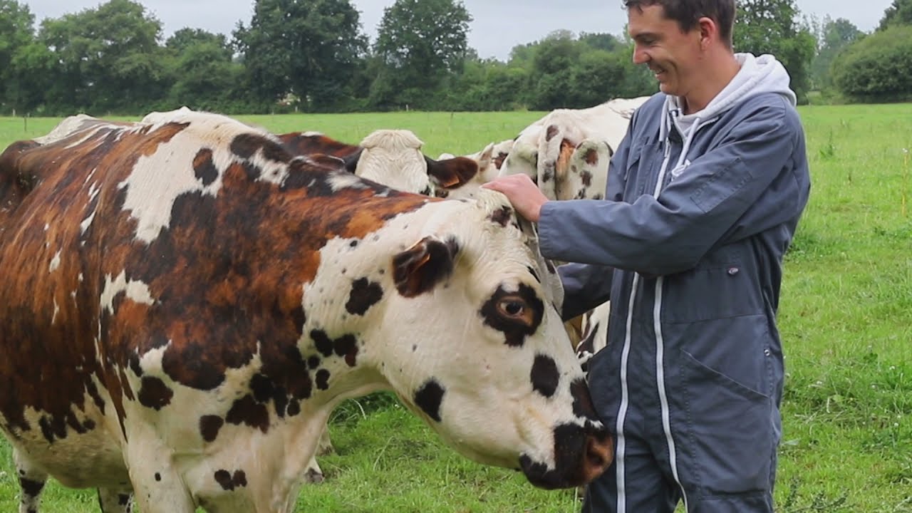 Conduite des veaux sous nourrices : Quel impact sur les animaux et pour les éleveurs ?  [4/6]